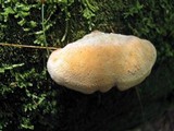 Tapinella panuoides image