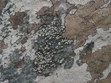 Rhizocarpon grande image