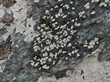 Rhizocarpon grande image