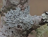 Physcia pumilior image
