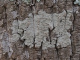 Lecanora caesiorubella image