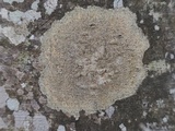 Pyrenula pseudobufonia image