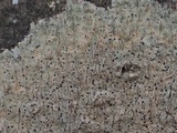 Pyrenula pseudobufonia image