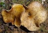 Boletinellus exiguus image