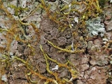 Pseudosagedia isidiata image