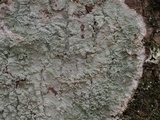 Cryptothecia striata image