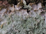 Cryptothecia striata image
