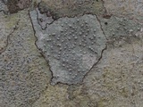Pertusaria paratuberculifera image