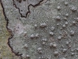 Pertusaria paratuberculifera image