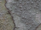 Pertusaria paratuberculifera image