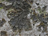 Leptogium cyanescens image