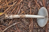 Amanita sect. Vaginatae image