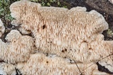 Steccherinum oreophilum image