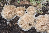 Steccherinum oreophilum image