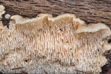 Steccherinum oreophilum image