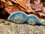 Postia livens image