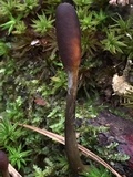 Tolypocladium ophioglossoides image
