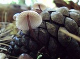 Mycena purpureofusca image