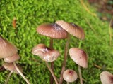Mycena purpureofusca image