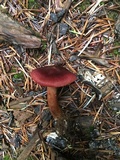 Cortinarius smithii image