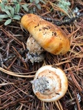 Tricholoma focale image