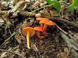 Hygrocybe miniata image