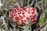 Hydnellum peckii image