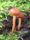 Flammulaster muricatus image