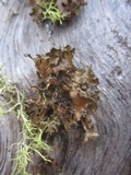 Tuckermanopsis chlorophylla image