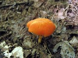 Hygrocybe miniata image