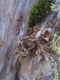 Tuckermanopsis chlorophylla image