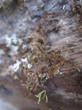 Tuckermanopsis chlorophylla image