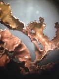 Tuckermanopsis chlorophylla image