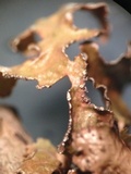 Tuckermanopsis chlorophylla image