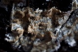 Trichaptum abietinum image