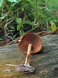 Gymnopilus liquiritiae image