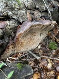 Phellinus gilvus image