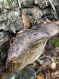 Phellinus gilvus image