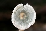 Russula parvovirescens image