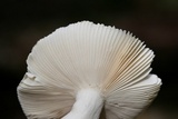 Russula parvovirescens image