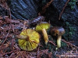 Phylloporus arenicola image