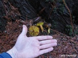 Phylloporus arenicola image