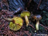 Phylloporus arenicola image