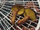 Phylloporus arenicola image