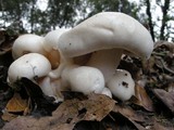 Hygrophorus eburneus image