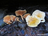 Hygrophoropsis aurantiaca image