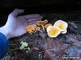 Hygrophoropsis aurantiaca image