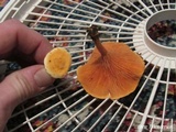 Hygrophoropsis aurantiaca image