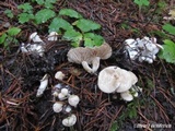 Clitocybe sclerotoidea image