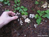 Clitocybe sclerotoidea image